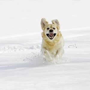 Dog - Golden Retriever - running through deep snow towards camera