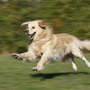 Dog - Golden Retriever running outside
