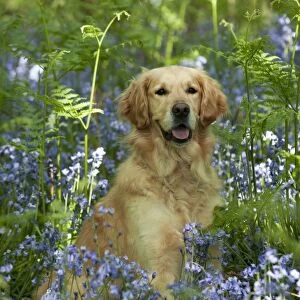 DOG - Golden retriever sitting in bluebells