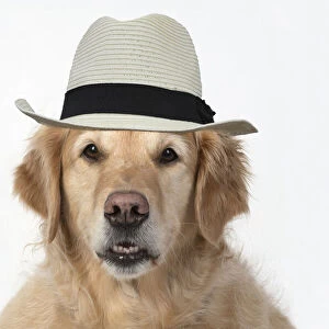 DOG. Golden Retriever, sitting head & shoulders, face, expression, wearing hat