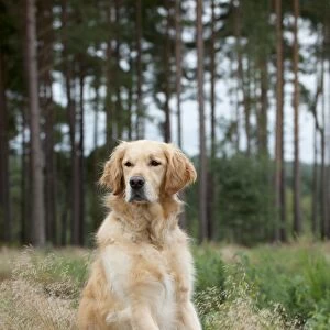 DOG - Golden retriever on tree stump