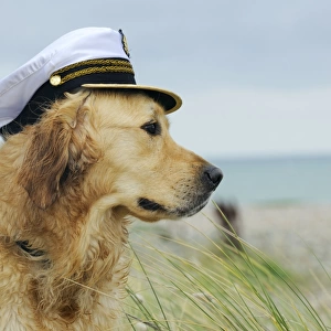 DOG. Golden retriever wearing captains hat