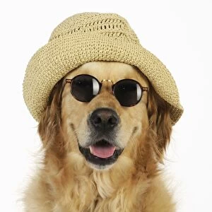 Dog. Golden Retriever wearing sunglasses and hat