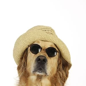Dog. Golden Retriever wearing sunglasses and hat