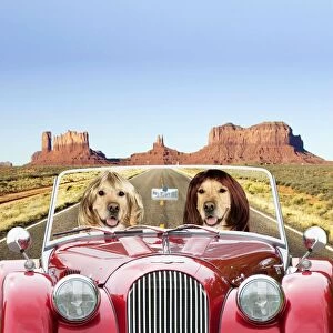Dog - Golden Retrievers driving car through desert scene Digital Manipulation: Car & Dogs JD - scene TD