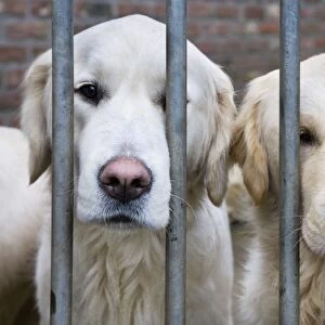 Dog - Golden Retrievers sitting down behind bars