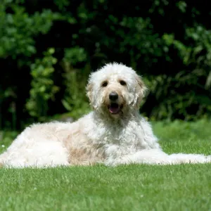 DOG - Goldendoodle laying in garden