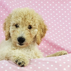DOG. Goldendoodle puppy on pink background