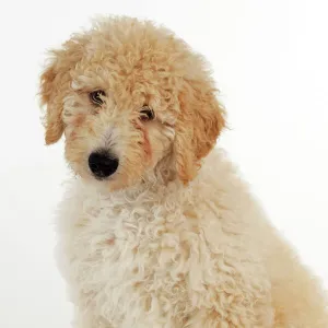 DOG. Goldendoodle puppy sitting