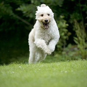 DOG - Goldendoodle running