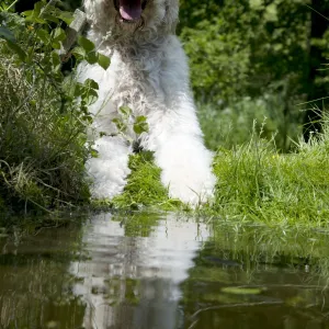 DOG - Goldendoodle standing at the edge of a pond