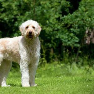 DOG - Goldendoodle standing in garden