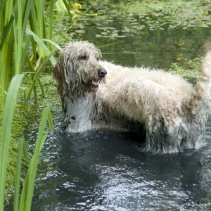 DOG - Goldendoodle standing in a pond