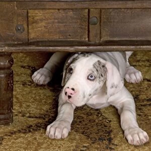Dog - Great Dane - 10 week old puppy hiding under table. Also known as German Mastiff / Deutsche Dogge / Dogue Allemand (French)