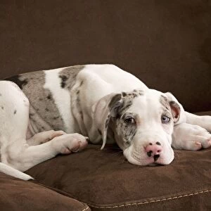 Dog - Great Dane - 10 week old puppy on sofa. Odd eyes. Also known as German Mastiff / Deutsche Dogge / Dogue Allemand (French)