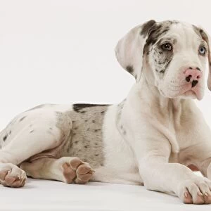 Dog - Great Dane - 10 week old puppy in studio. Also known as German Mastiff / Deutsche Dogge / Dogue Allemand (French)