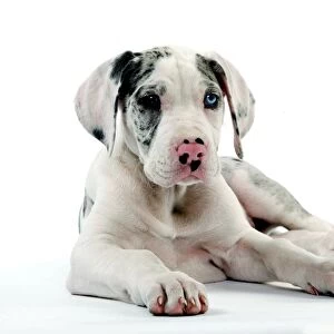 Dog - Great Dane / German Mastiff / Deutsche Dogge / Dogue Allemand (French) - 10 week old puppy lying down