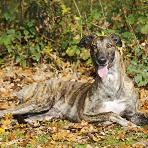 DOG. Greyhound in leaves