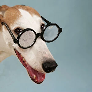 Dog - Greyhound wearing joke magnifying glasses