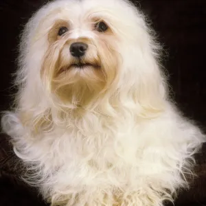 Dog - Havanese. Also known as Bichon Havanais