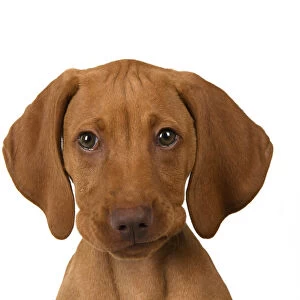 DOG. Hungarian Vizsla puppy (11 weeks old ) sitting looking at the camera, head & shoulders, studio