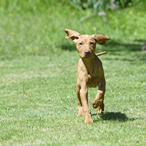 DOG. Hungarian Vizsla puppy (11 weeks old ) running in a garden