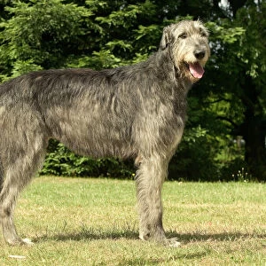 Dog - Irish wolfhound
