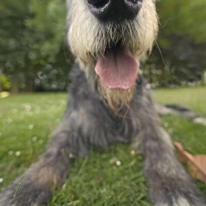 Dog - Irish wolfhound, close-up of head