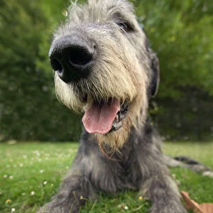 Dog - Irish wolfhound, close-up of head