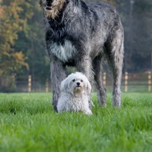 Dog - Irish Wolfhound with Maltese dog