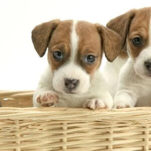 DOG - Jack Russel Terrier, two puppies in basket