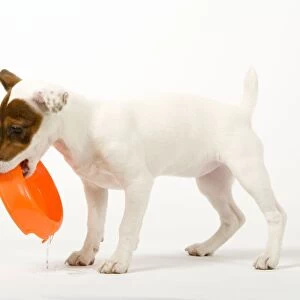 Dog - Jack Russell - 4 month old puppy playing with bowl