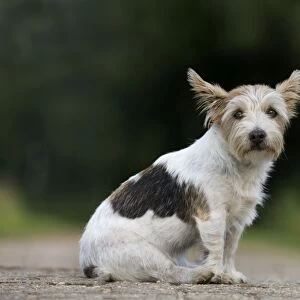 Dog - Jack Russell