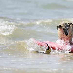 DOG. Jack russell cross breed surfing