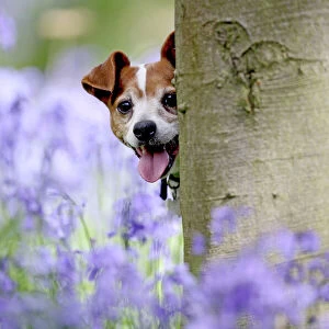 Dog - Jack Russell - looking around tree in bluebell wood 007346