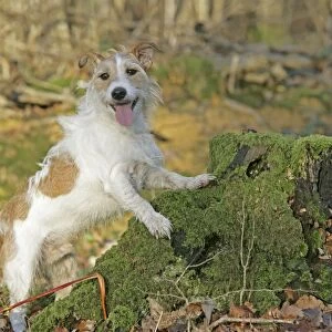 Dog - Jack Russell with paws on tree stump in autumn. UK