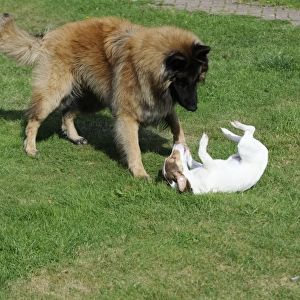 DOG. Jack russell playing with larger dog being submissive