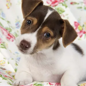 Dog. Jack Russell puppy (8 weeks old)