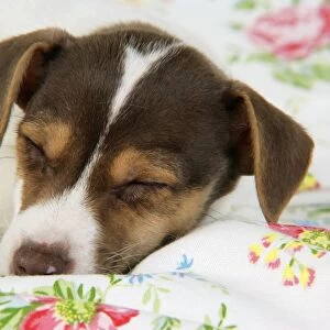 Dog. Jack Russell puppy (8 weeks old) sleeping