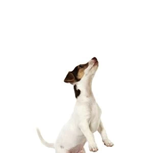 Dog - Jack Russell puppy jumping