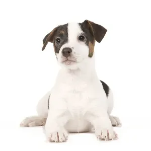 Dog - Jack Russell puppy in studio Dog - Jack Russell puppy in studio
