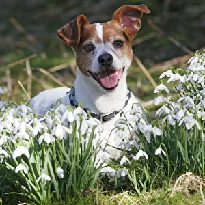 Dog - Jack russell in snowdrops