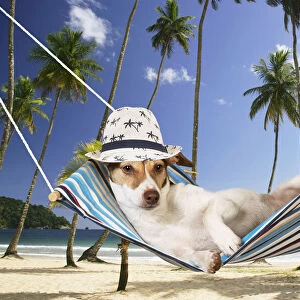DOG - Jack Russell Terrier lying in hammock wearing hat