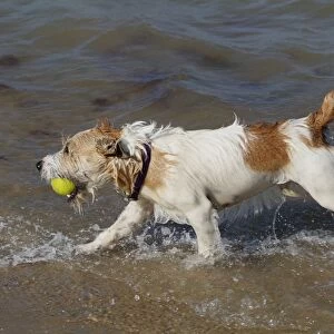 Dog - Jack Russell Terrier playing with ball in the sea