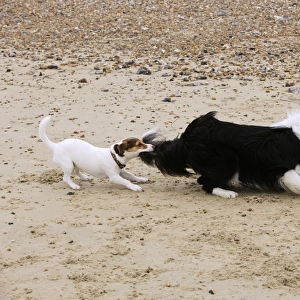 DOG. Jack russell terrier pulling on border collies tail