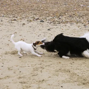 DOG. Jack russell terrier pulling on border collies tail