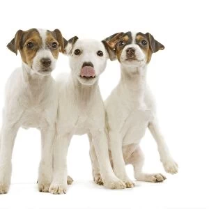 Dog - Jack Russell Terrier - three puppies in studio