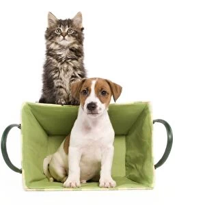 Dog - Jack Russell Terrier puppy in basket with Norwegian Forest Cat kitten sitting on top