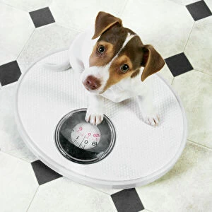 Dog - Jack Russell Terrier puppy on bathroom scales Digital Manipulation: changed tiles from blue to black