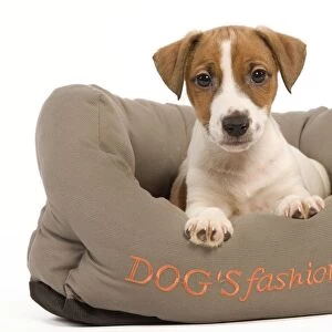 Dog - Jack Russell Terrier puppy in dog bed